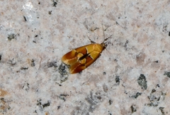 Epicallima conchylidella