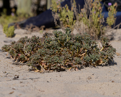 Euphorbia thinophila