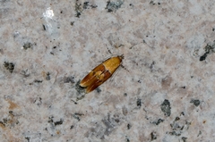 Epicallima conchylidella