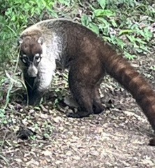 Nasua