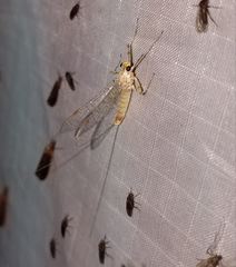 Stenacron interpunctatum