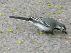Motacilla alba