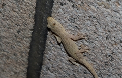 Gekko swinhonis