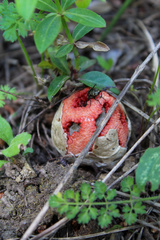 Clathrus ruber