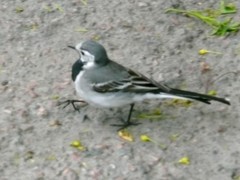 Motacilla alba