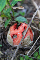 Clathrus ruber