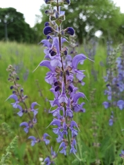 Salvia pratensis