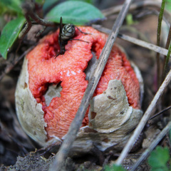 Clathrus ruber