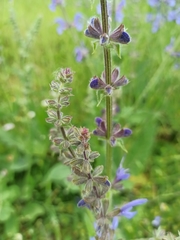 Salvia pratensis