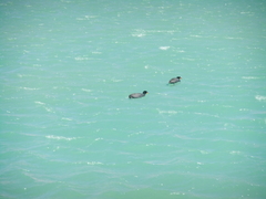 Fulica cornuta