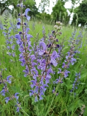 Salvia pratensis