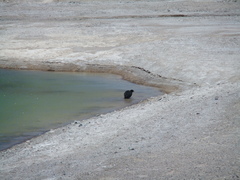 Fulica cornuta