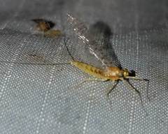 Stenacron interpunctatum