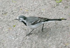 Motacilla alba
