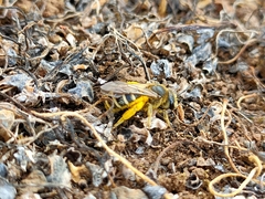 Halictus fulvipes