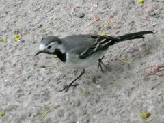 Motacilla alba
