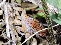 Eleutherodactylus modestus