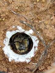Halictus fulvipes