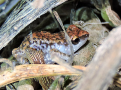 Eleutherodactylus modestus