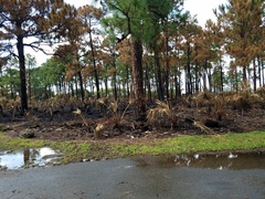 Pinus elliottii densa