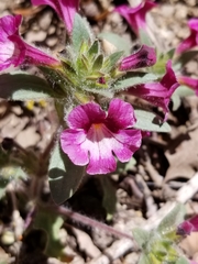 Diplacus constrictus