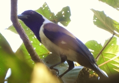 Dendrocitta leucogastra