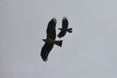 Milvus migrans