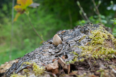 Coprinellus radians