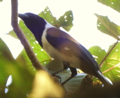 Dendrocitta leucogastra