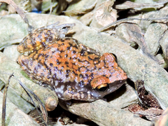 Eleutherodactylus modestus