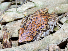 Eleutherodactylus modestus