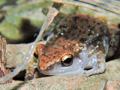 Eleutherodactylus modestus