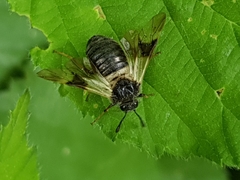 Abia fasciata