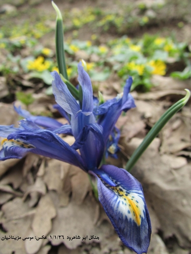 Image of Iris reticulata by (c) موسی مزینانیان Mousa Mazinanian, some rights reserved (CC BY)