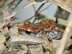 Eleutherodactylus modestus