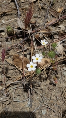 Leptosiphon montanus