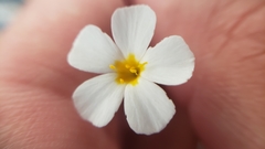 Leptosiphon montanus