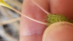 Leptosiphon montanus