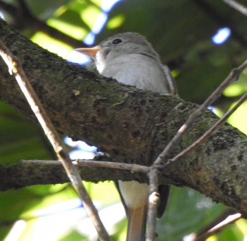 Rusty-tailed Flycatcher (Ficedula ruficauda), photo 7