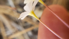 Leptosiphon montanus