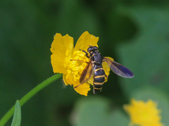 Temnostoma bombylans