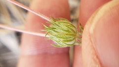 Leptosiphon montanus