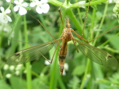 Tipula lunata