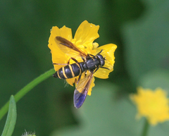 Temnostoma bombylans