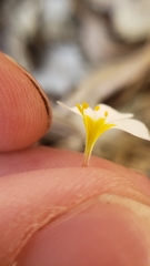 Leptosiphon montanus