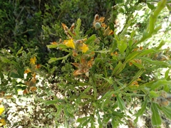 Genista tridentata