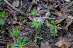 Peronospora calotheca