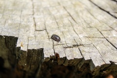 Armadillidium