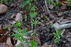 Peronospora calotheca