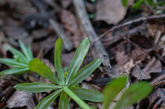Peronospora calotheca